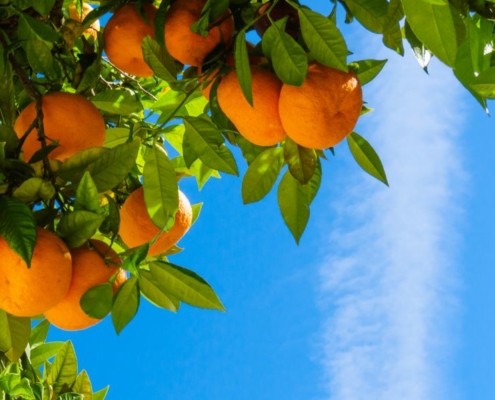 mandarin-hanging-tree